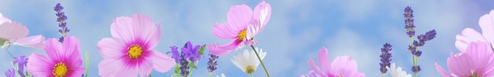 Pink and purple spring flowers