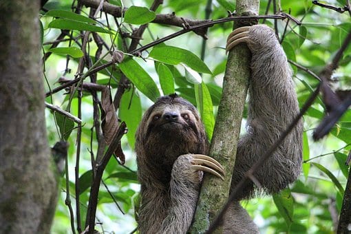 Sloth in a tree, symbolizing speeding up Microsoft Edge on Windows 10.