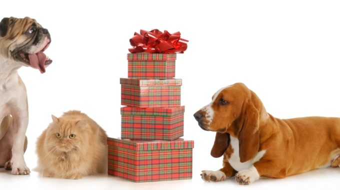 Handy Tech Gifts For Your Pets Techwise Group
