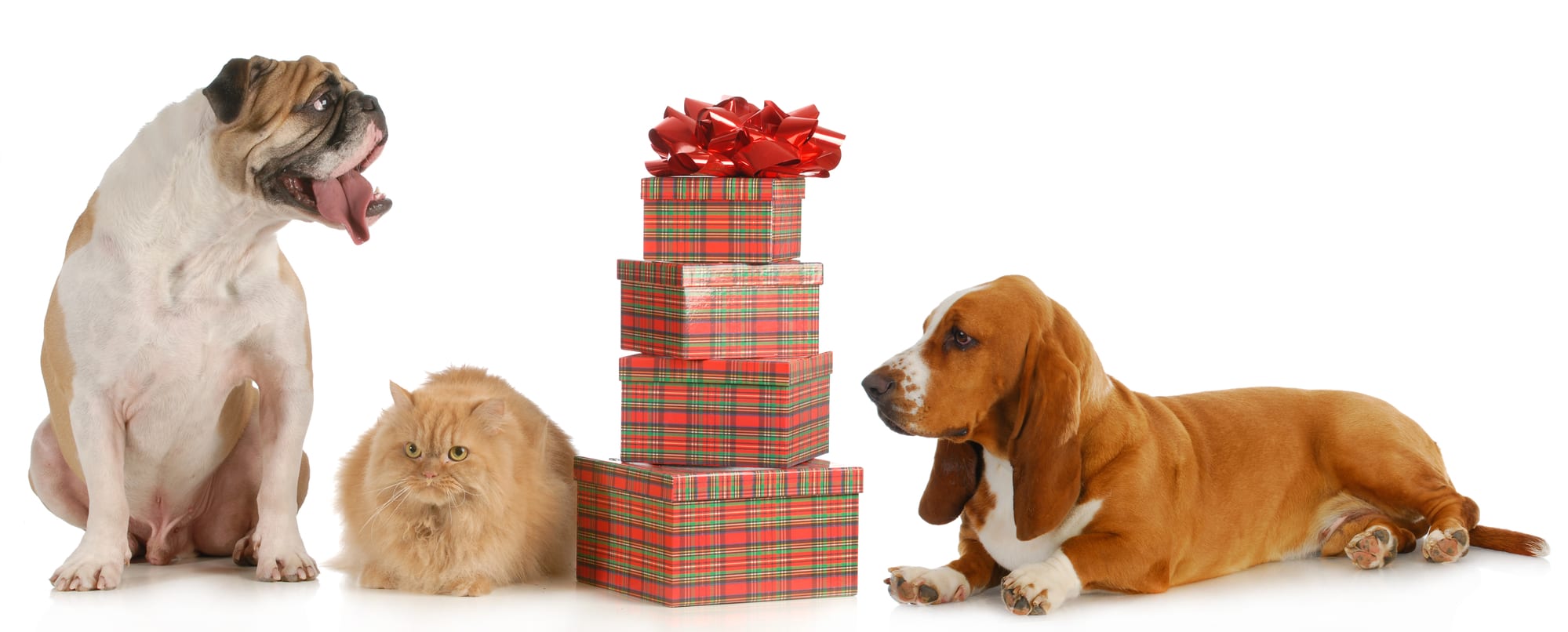 Two dogs and a cat pose with wrapped holiday presents. The best tech pet gifts are those that cater to your pet's needs as well as your own.