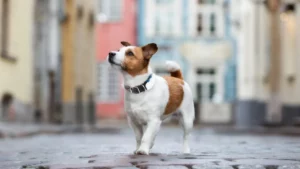 Image of a dog with a Tractive GPS dog tracker on.